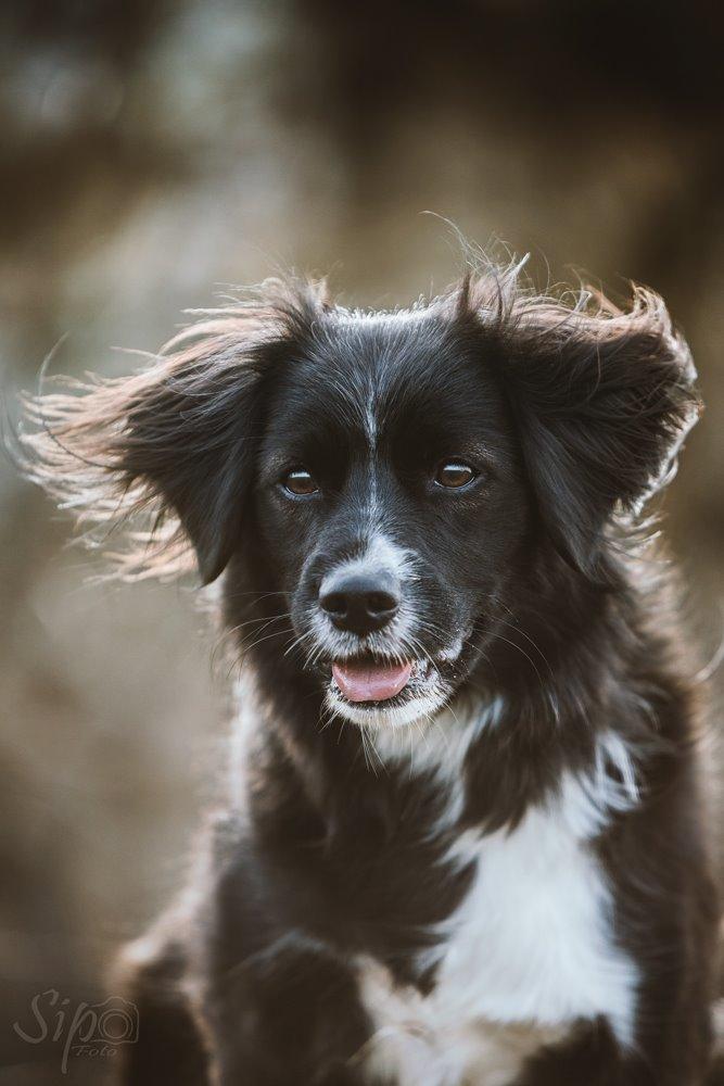 Blanding af racer Superhunden Molly - Foto: Tales by Sipo billede 29