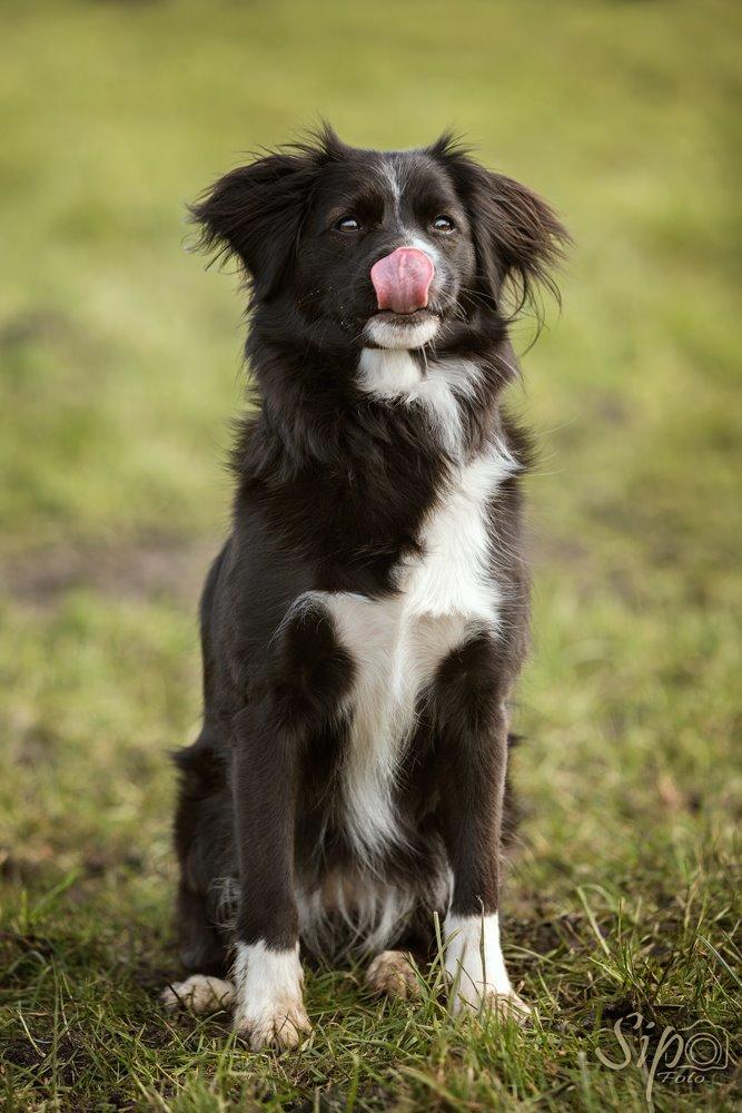 Blanding af racer Superhunden Molly - Foto: Tales by Sipo billede 30