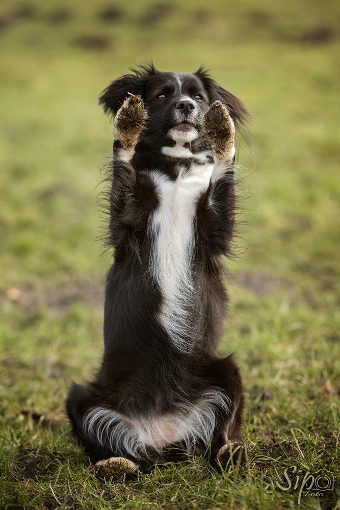 Blanding af racer Superhunden Molly - Foto: Tales by Sipo billede 31