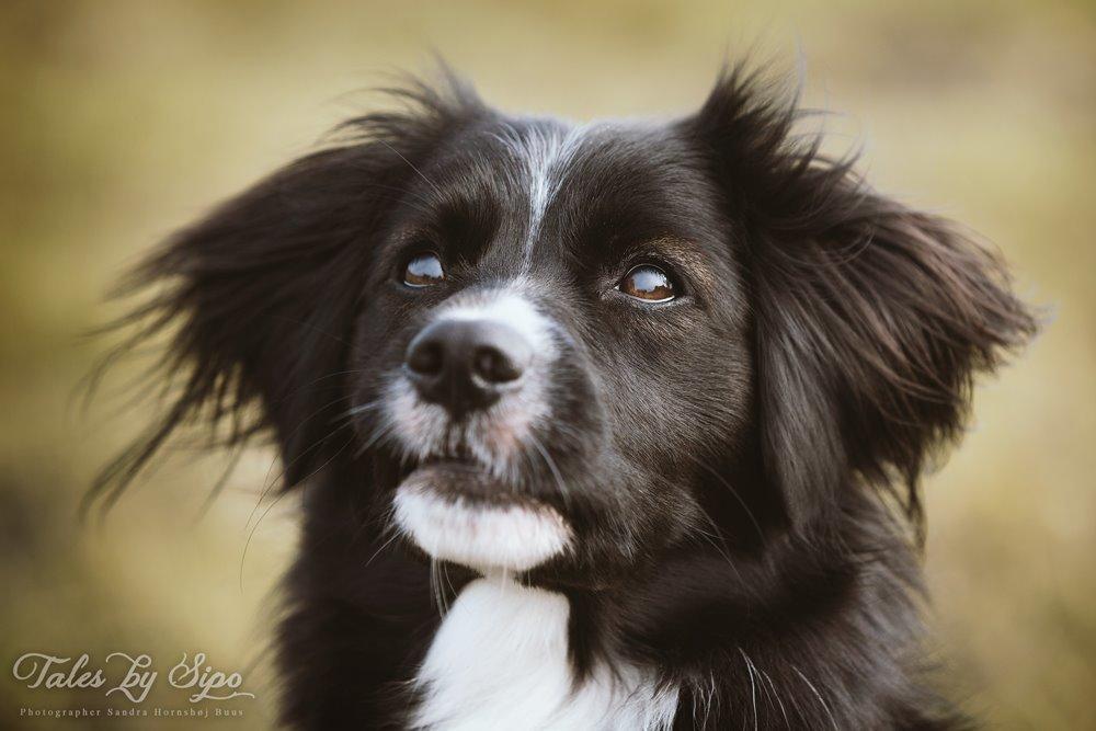 Blanding af racer Superhunden Molly - Foto: Tales by Sipo billede 33