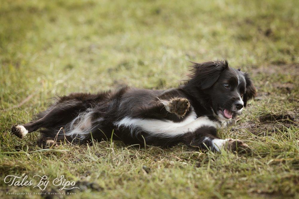 Blanding af racer Superhunden Molly - Foto: Tales by Sipo billede 32