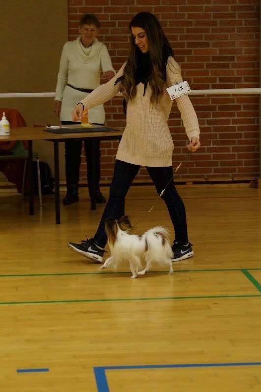 Papillon Askepot's Nemo "Louie" billede 31