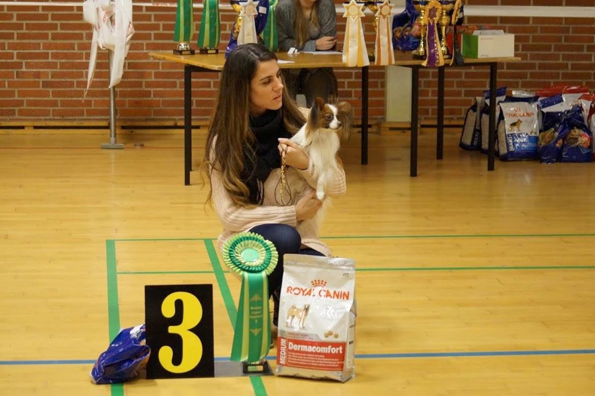 Papillon Askepot's Nemo "Louie" billede 33