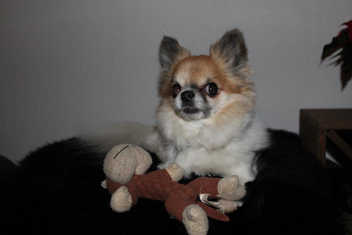 Chihuahua House Of Holtens Brise (Nellie) billede 1