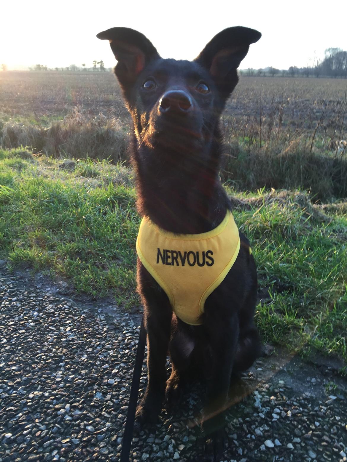 Blanding af racer Elvis - Søde Elvis i aftensolen, dag 4 billede 18