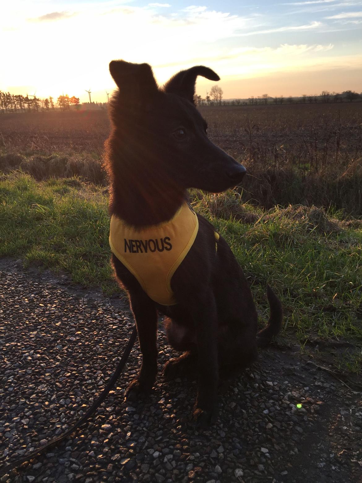 Blanding af racer Elvis - Smukke Elvis i aftensolen billede 3