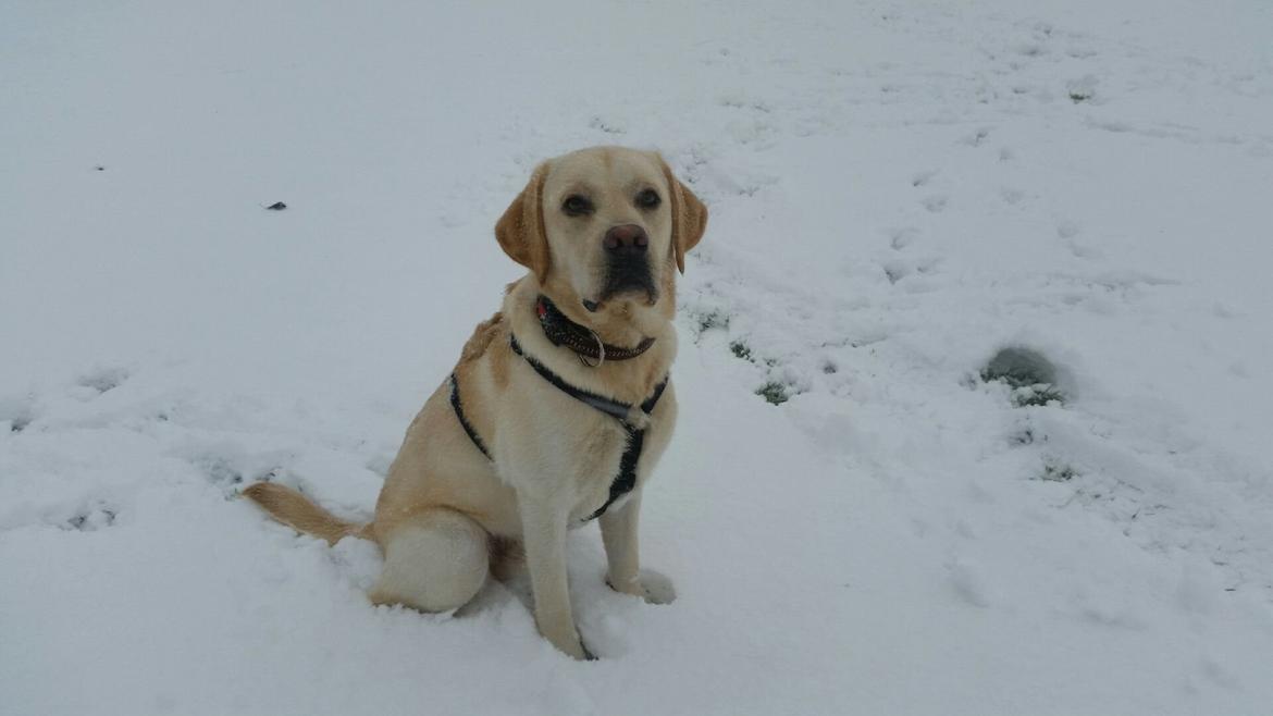 Labrador retriever Dino (Dream Of Labrador's Surprising Star) billede 11