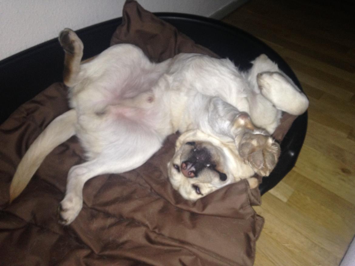 Labrador retriever Dino (Dream Of Labrador's Surprising Star) billede 12