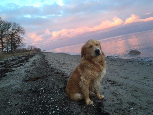 Blanding af racer Balder Himmelhund  billede 18