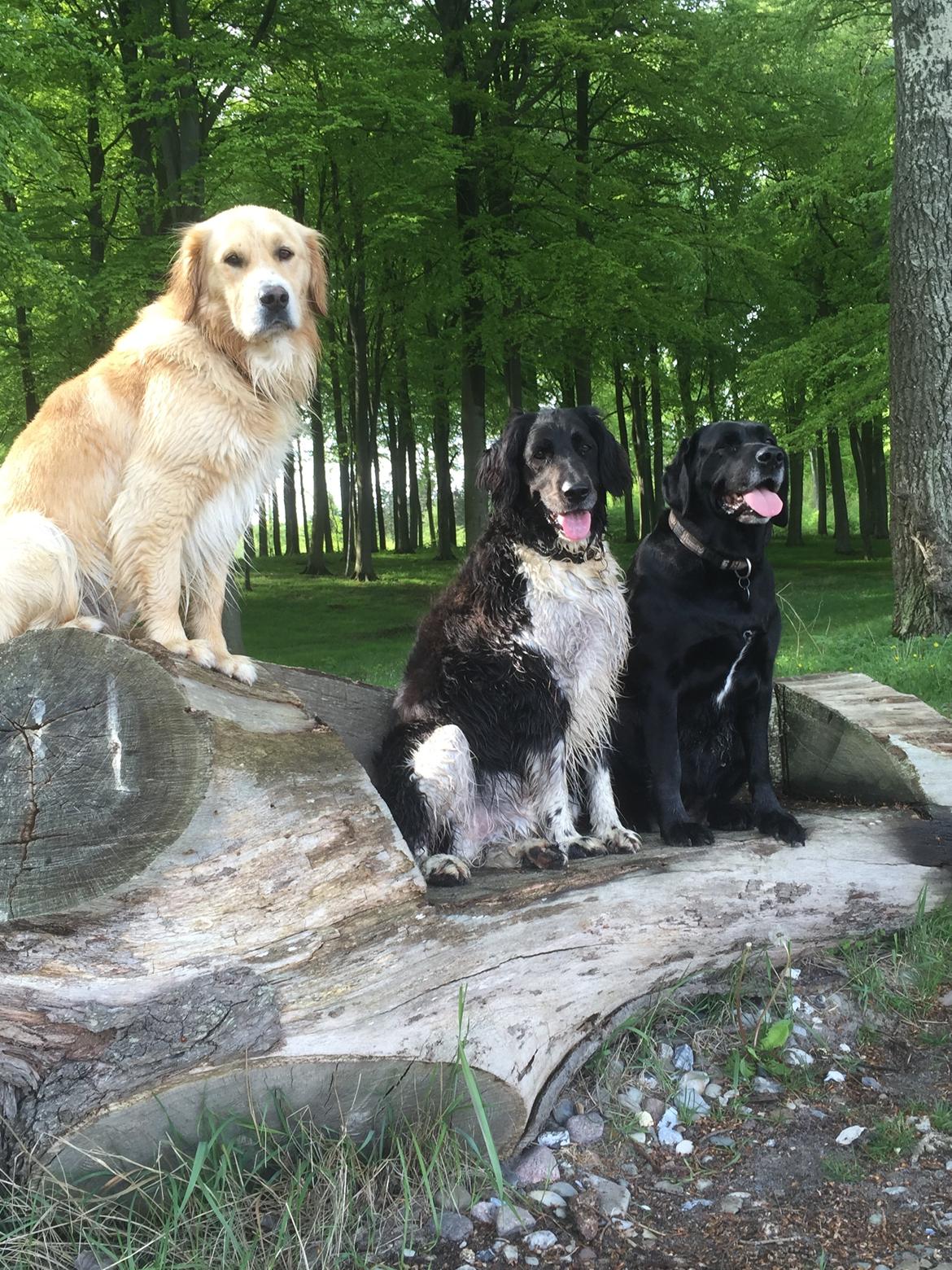 Blanding af racer Balder Himmelhund  billede 19