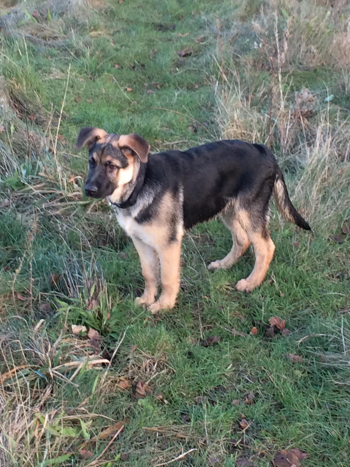 Schæferhund Thor billede 5