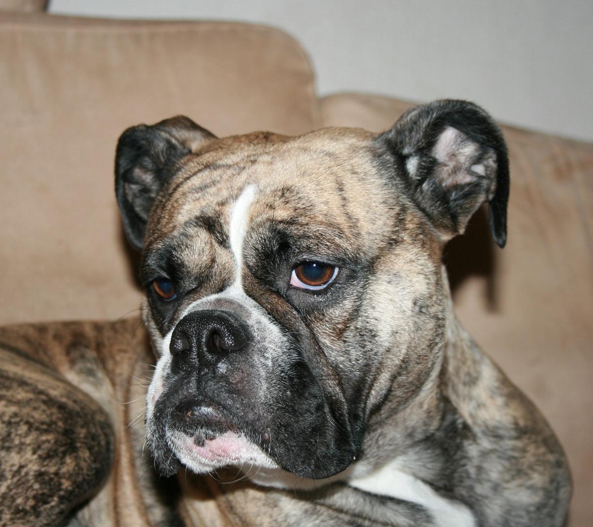 Olde english bulldogge BB Bulldogs Mocca - December 2015 billede 29