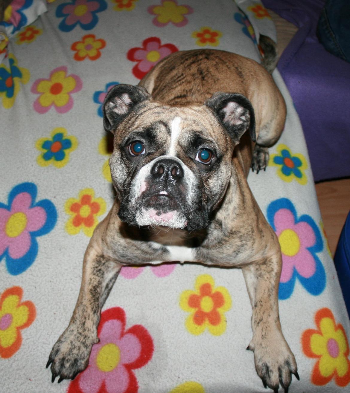 Olde english bulldogge BB Bulldogs Mocca - December 2015 billede 1