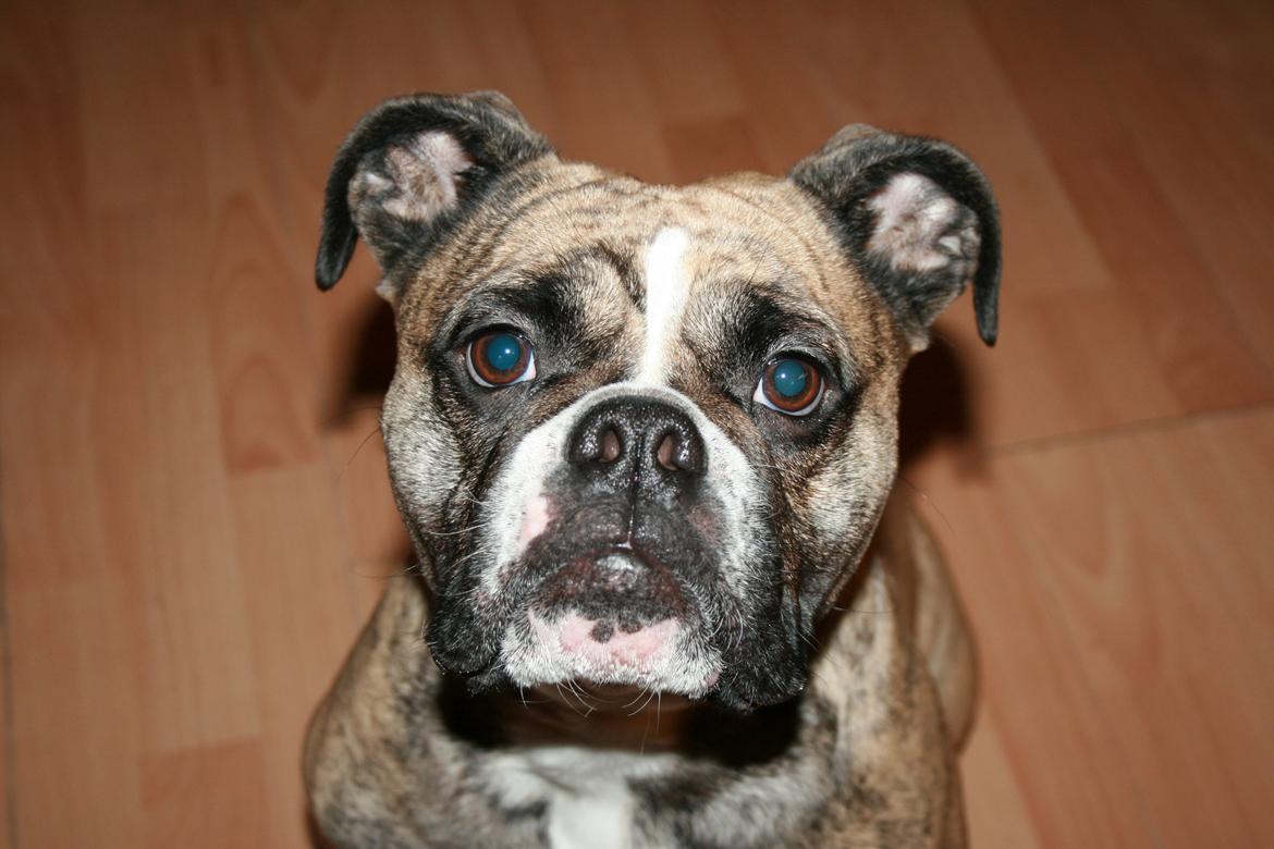 Olde english bulldogge BB Bulldogs Mocca - December 2015 billede 2