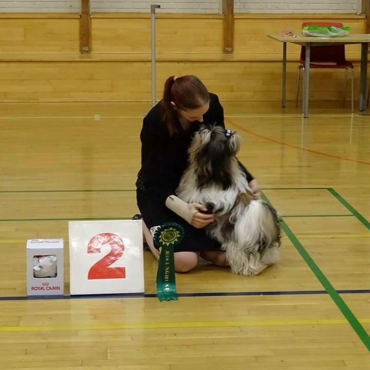 Shih tzu Flindts Emmet Nightly Encounters billede 1