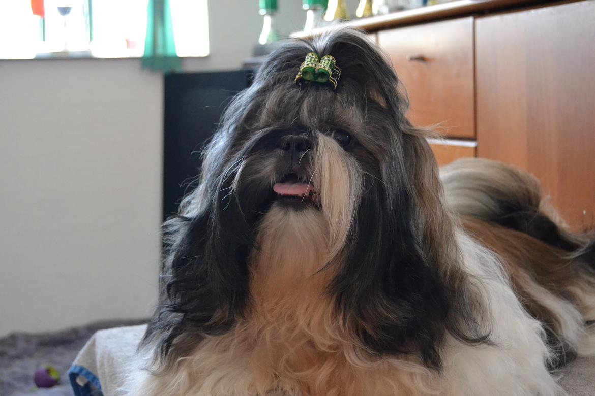 Shih tzu Flindts Emmet Nightly Encounters billede 2