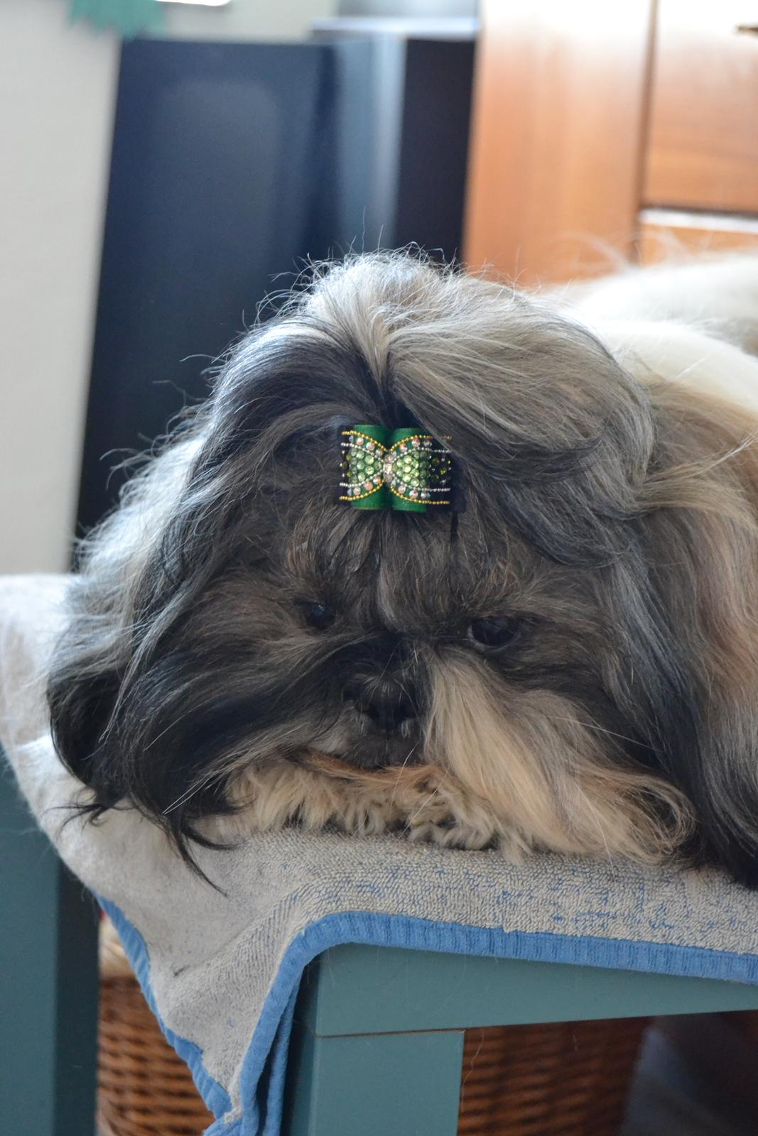 Shih tzu Flindts Emmet Nightly Encounters billede 4