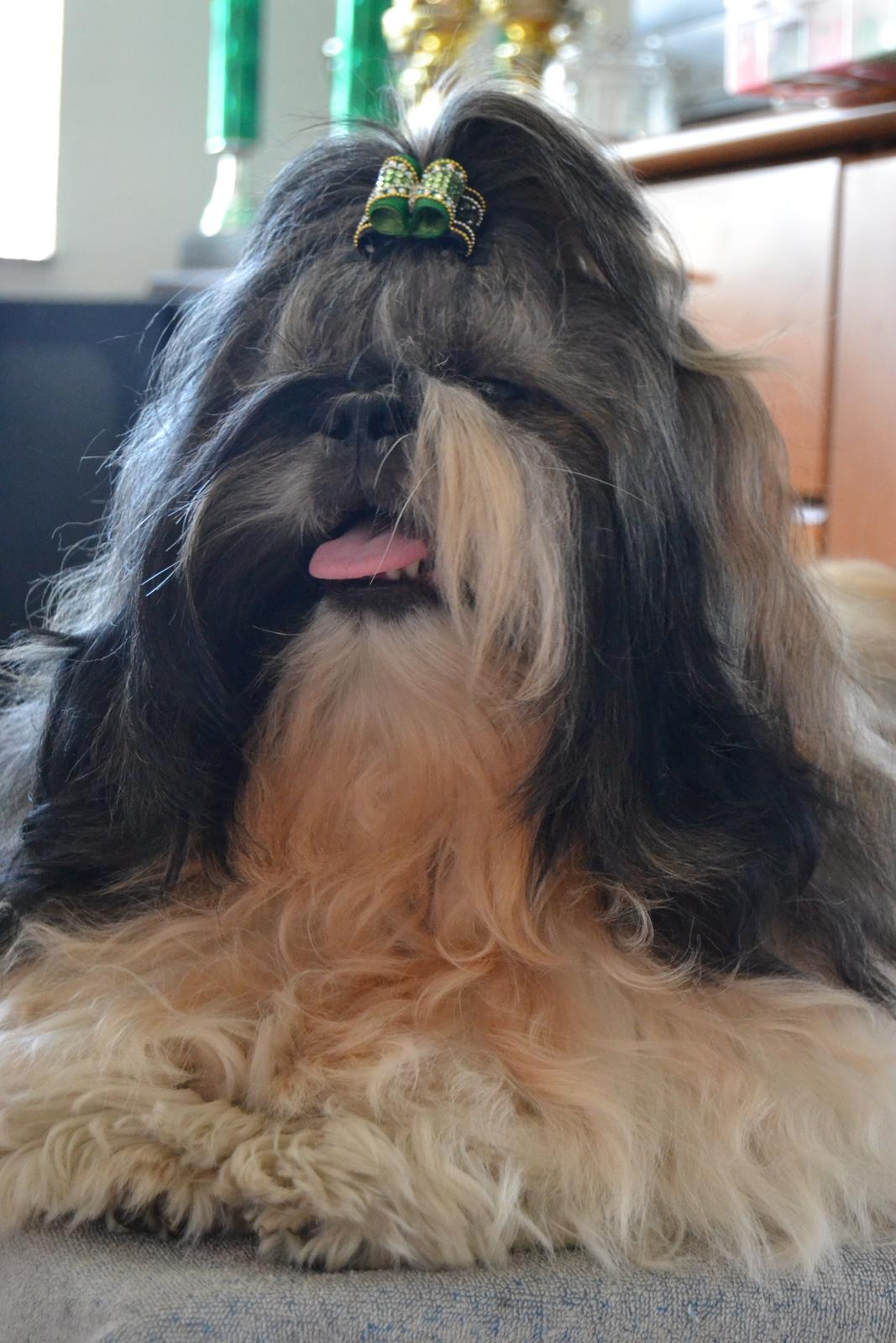 Shih tzu Flindts Emmet Nightly Encounters billede 5