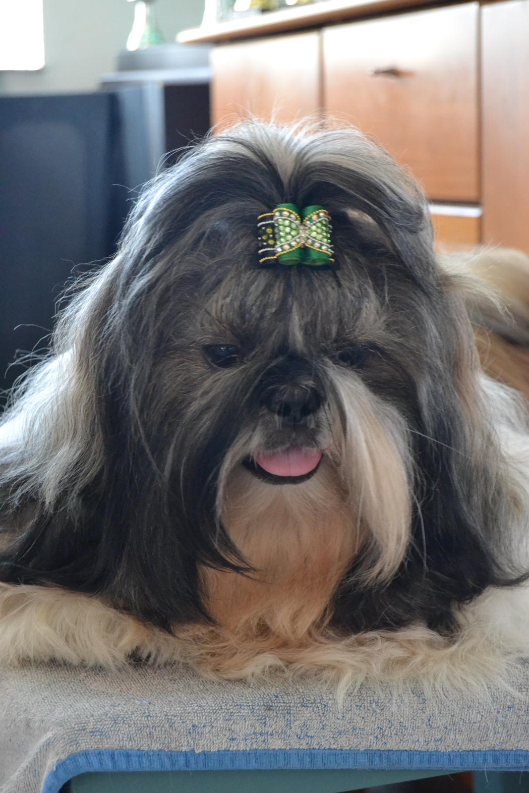 Shih tzu Flindts Emmet Nightly Encounters billede 3