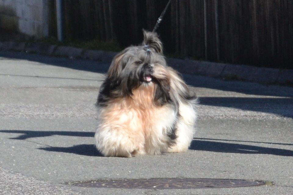 Shih tzu Flindts Emmet Nightly Encounters billede 6