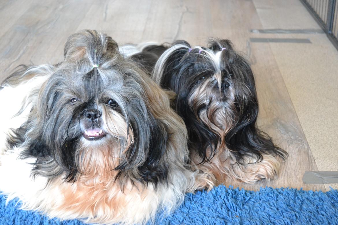 Shih tzu Flindts Emmet Nightly Encounters billede 8