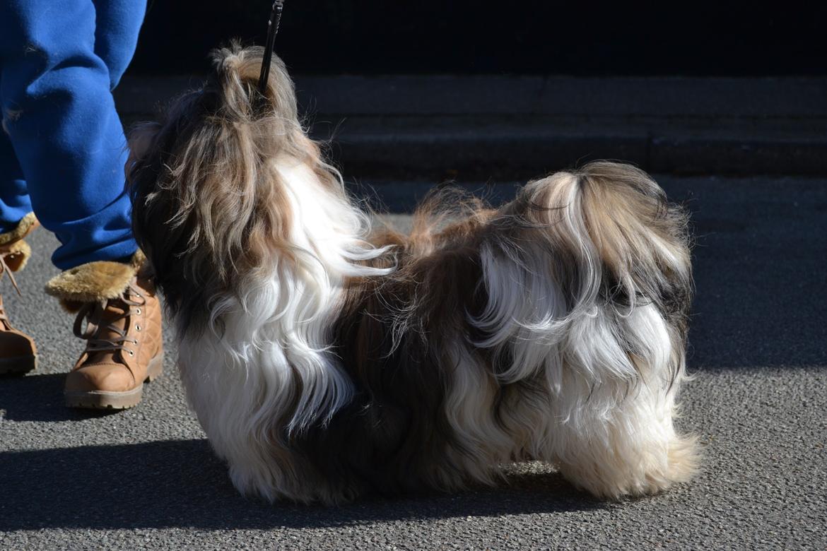 Shih tzu Flindts Emmet Nightly Encounters billede 9