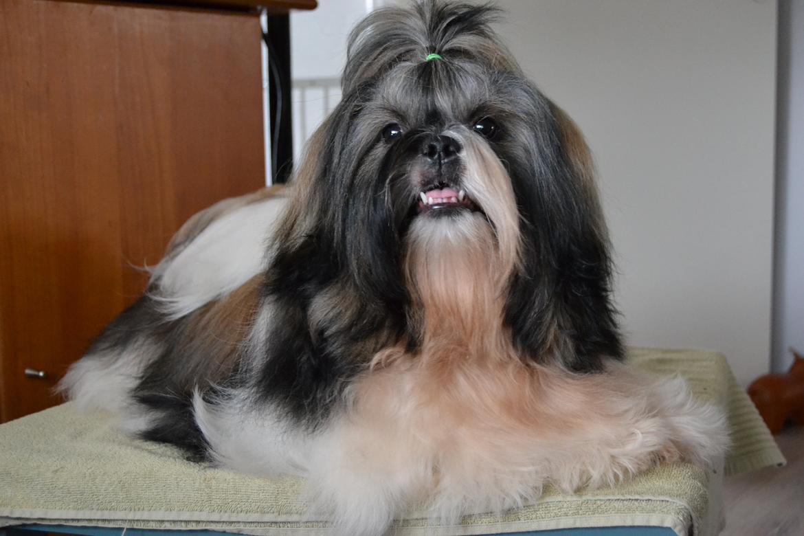 Shih tzu Flindts Emmet Nightly Encounters billede 7