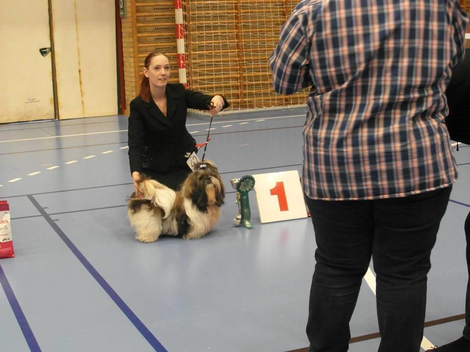 Shih tzu Flindts Emmet Nightly Encounters billede 10