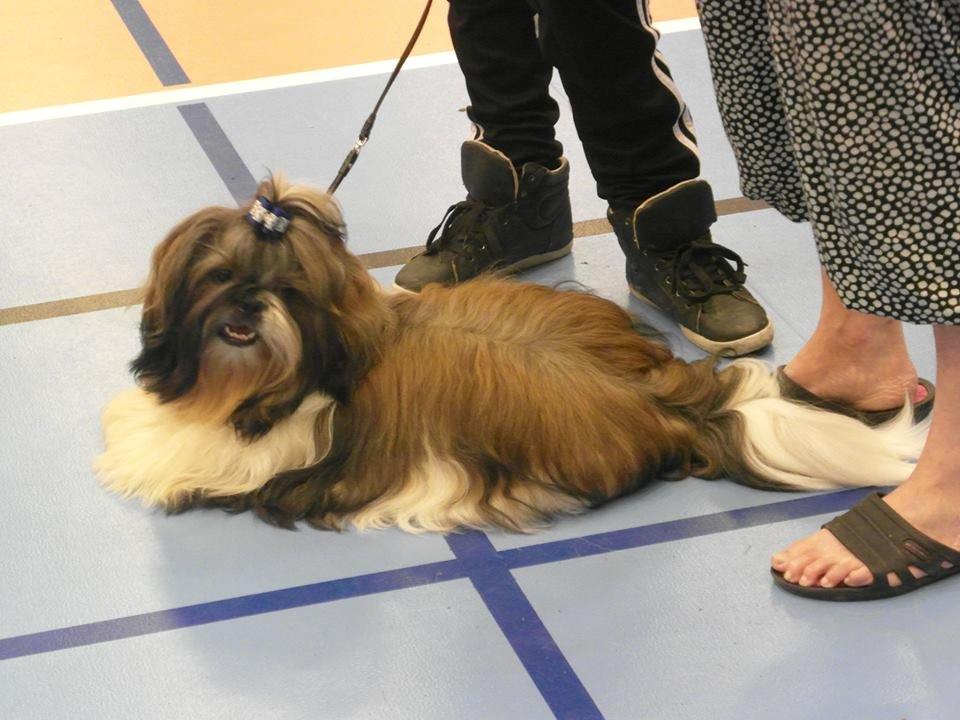 Shih tzu Flindts Emmet Nightly Encounters billede 12