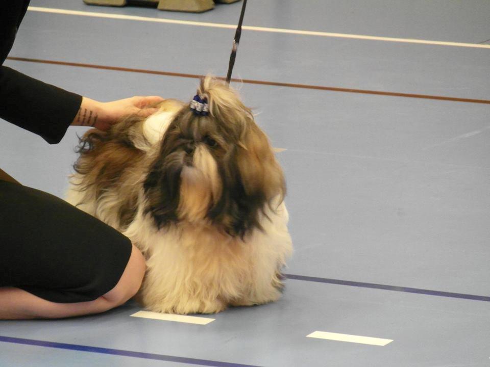 Shih tzu Flindts Emmet Nightly Encounters billede 11