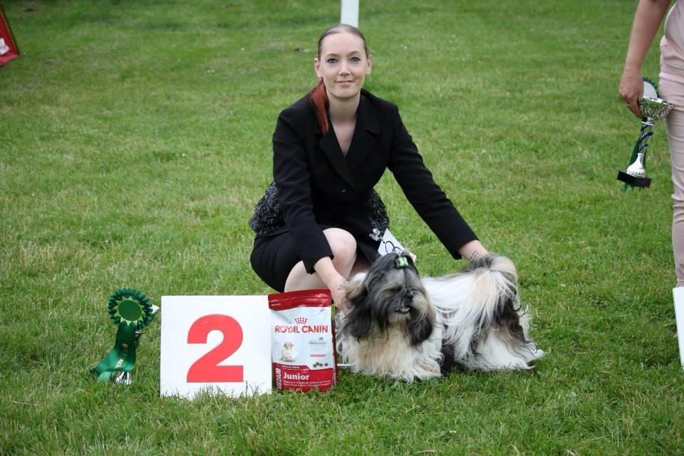 Shih tzu Flindts Emmet Nightly Encounters billede 13