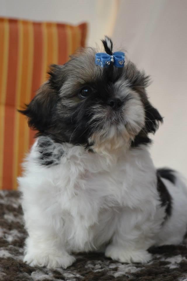 Shih tzu Flindts Emmet Nightly Encounters billede 15