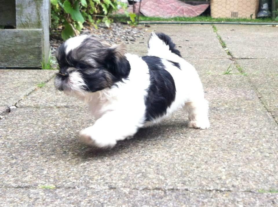 Shih tzu Flindts Emmet Nightly Encounters billede 16