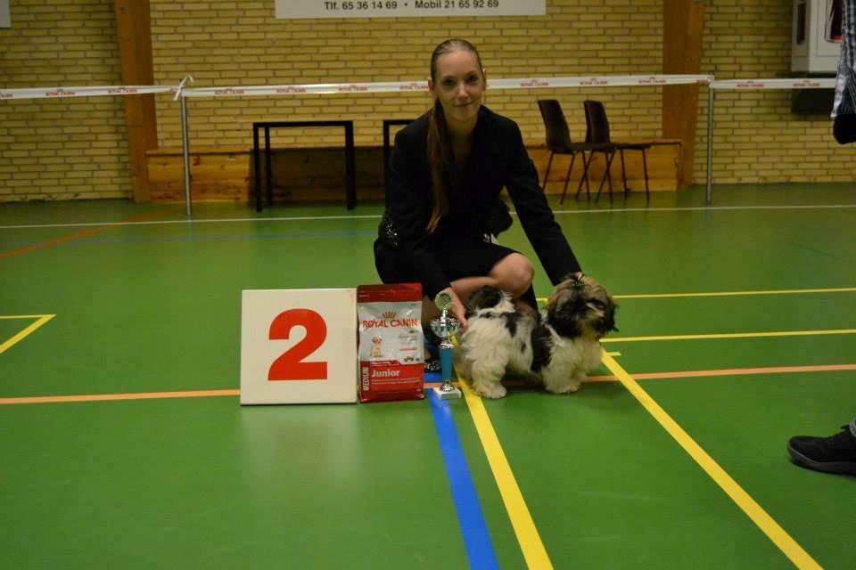 Shih tzu Flindts Emmet Nightly Encounters billede 14