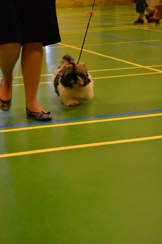 Shih tzu Flindts Emmet Nightly Encounters billede 18