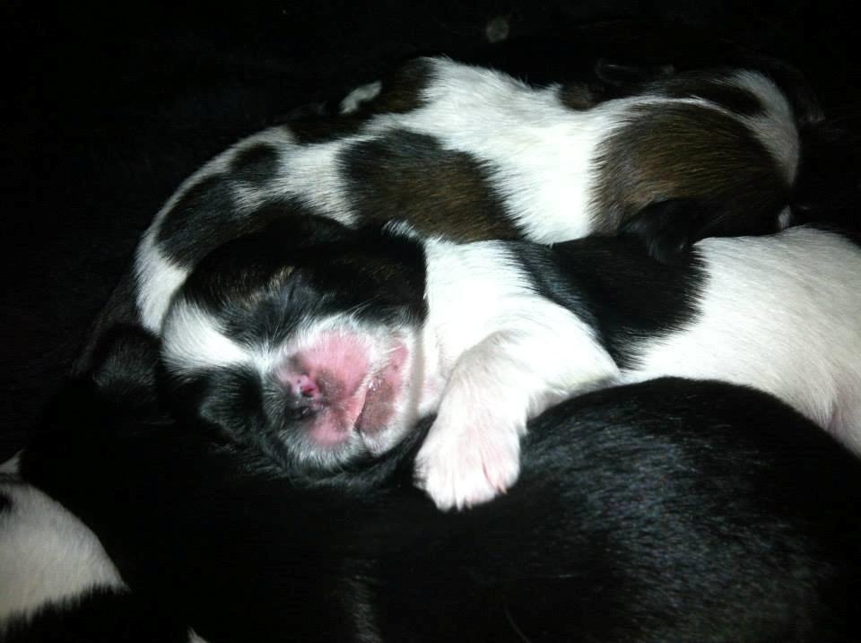 Shih tzu Flindts Emmet Nightly Encounters billede 19