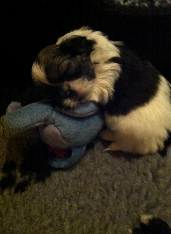 Shih tzu Flindts Emmet Nightly Encounters billede 20
