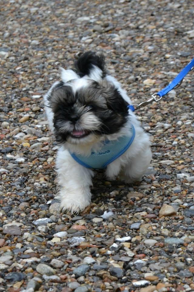 Shih tzu Flindts Emmet Nightly Encounters billede 17