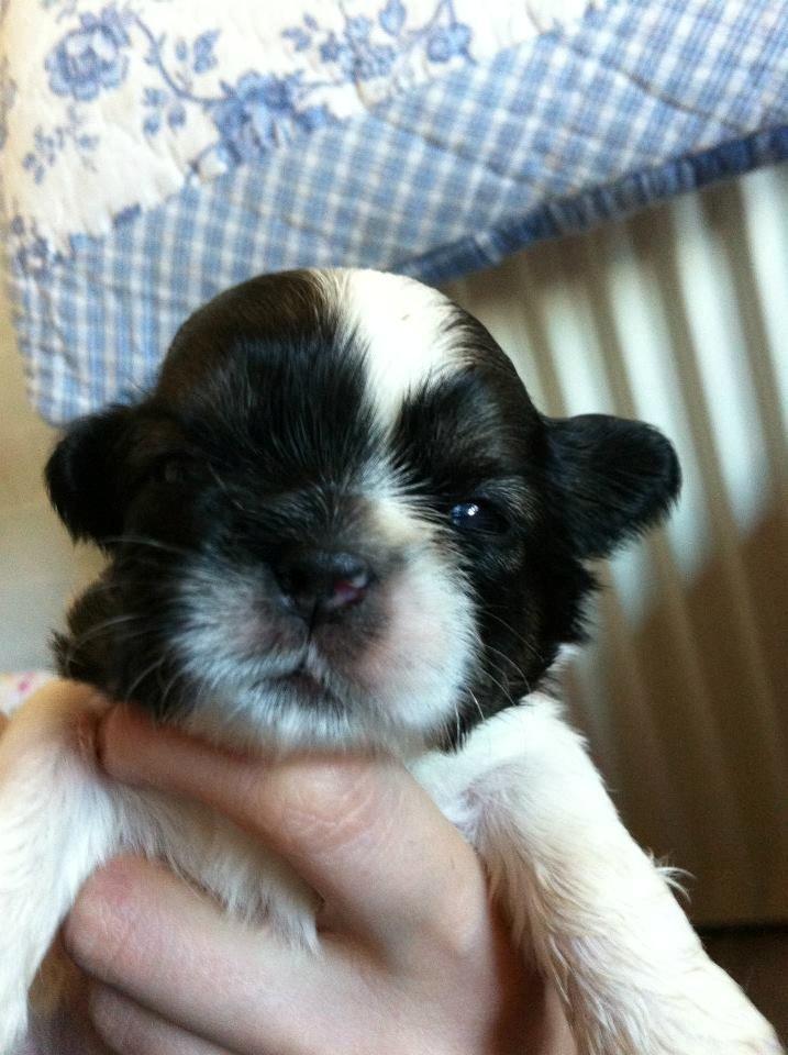 Shih tzu Flindts Emmet Nightly Encounters billede 21