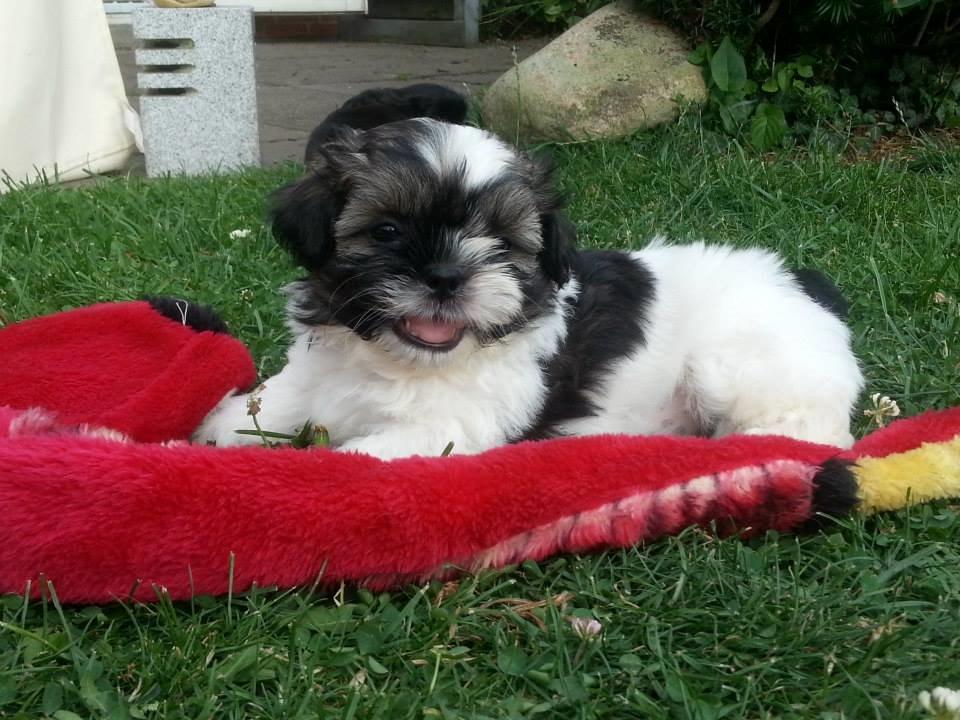 Shih tzu Flindts Emmet Nightly Encounters billede 23