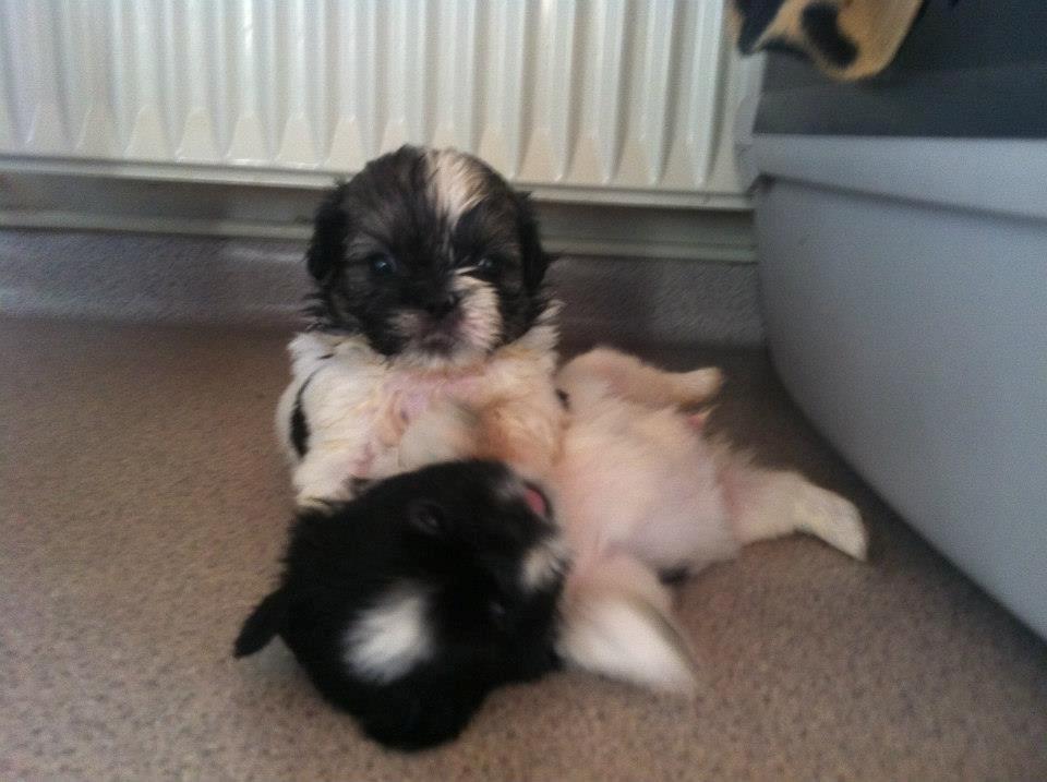 Shih tzu Flindts Emmet Nightly Encounters billede 24