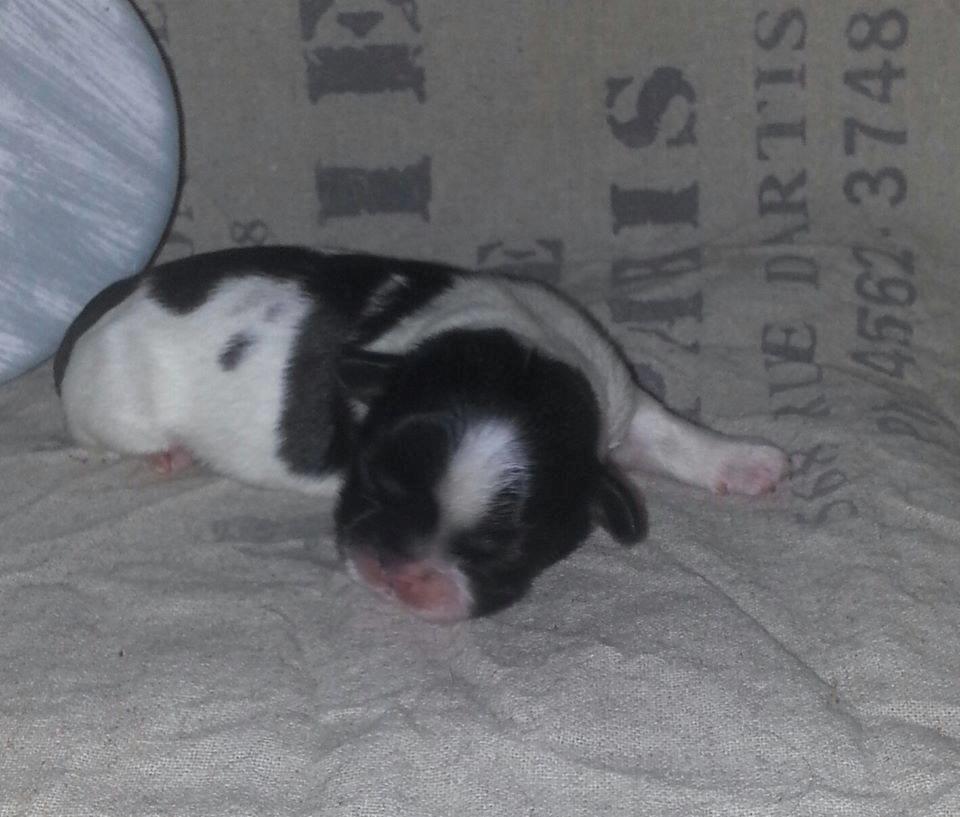 Shih tzu Flindts Emmet Nightly Encounters billede 22