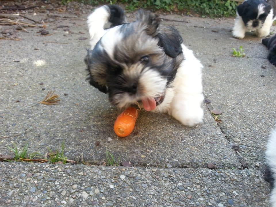 Shih tzu Flindts Emmet Nightly Encounters billede 26