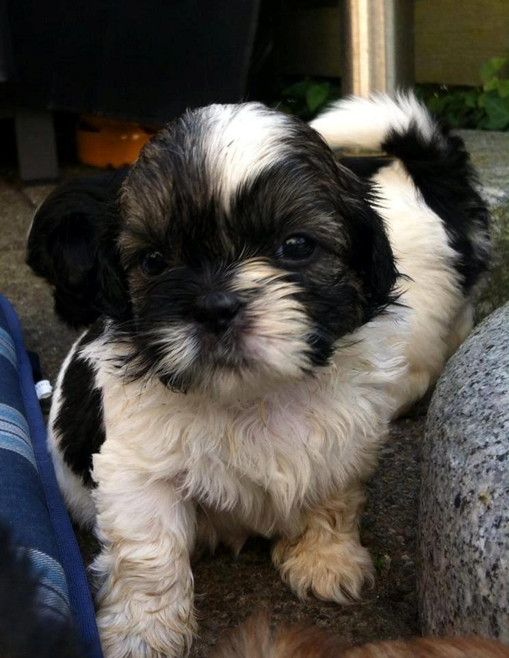 Shih tzu Flindts Emmet Nightly Encounters billede 27