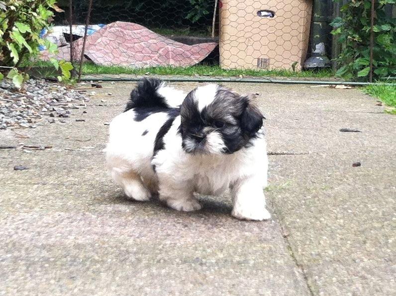 Shih tzu Flindts Emmet Nightly Encounters billede 28