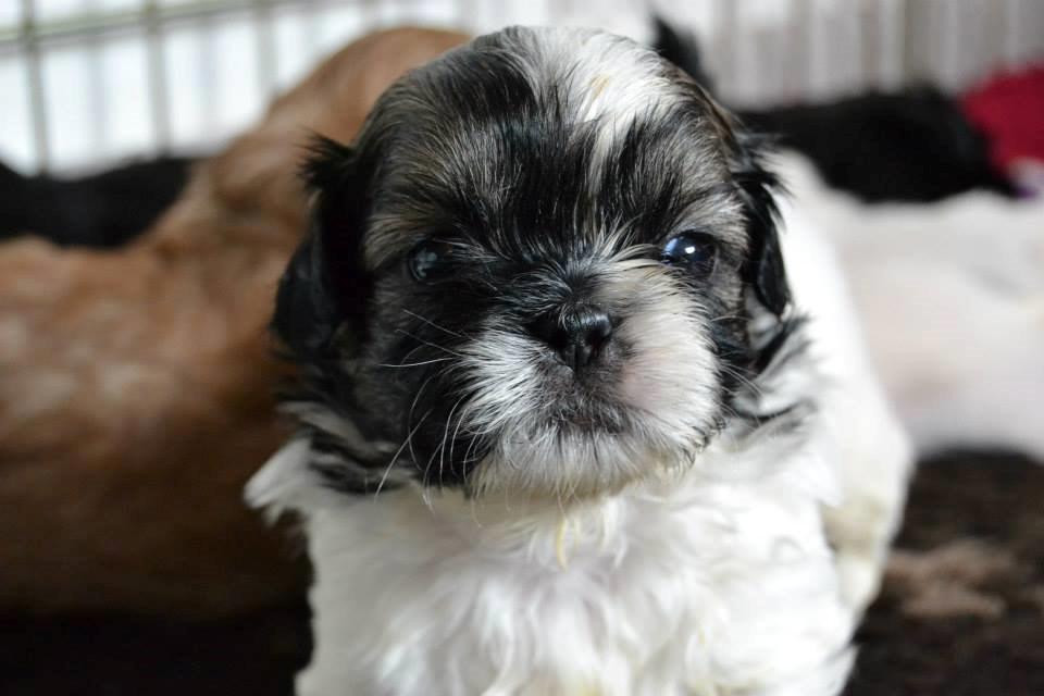 Shih tzu Flindts Emmet Nightly Encounters billede 25