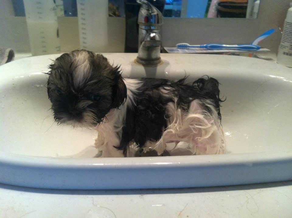 Shih tzu Flindts Emmet Nightly Encounters billede 29