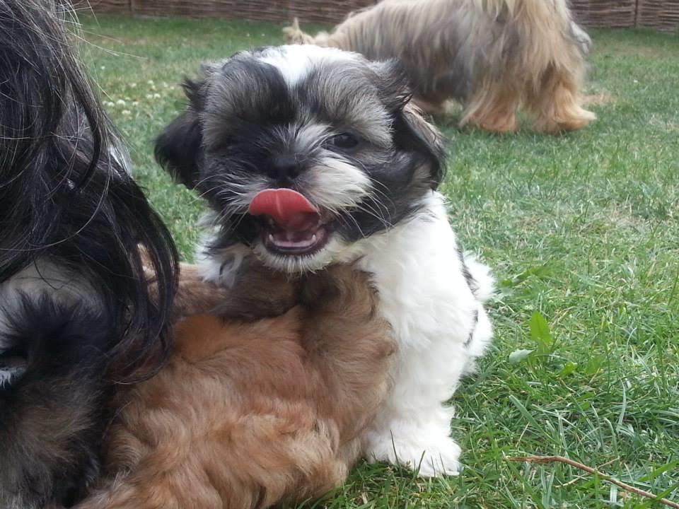 Shih tzu Flindts Emmet Nightly Encounters billede 31