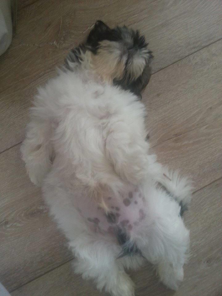 Shih tzu Flindts Emmet Nightly Encounters billede 32