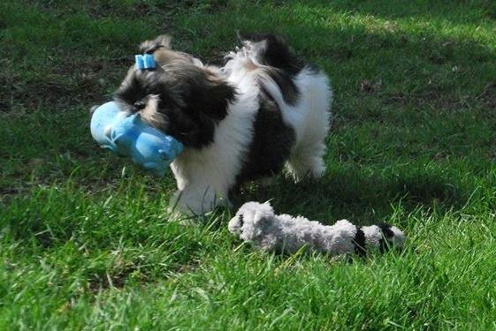 Shih tzu Flindts Emmet Nightly Encounters billede 33